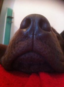 Chocolate lab nose