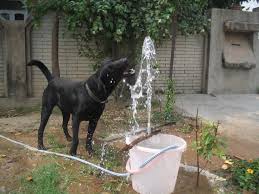 labrador drinking water
