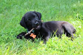 black labrador eating