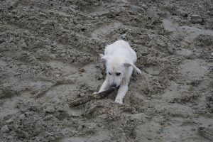 lab puppy on the beach